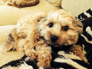 Sleepy pup recovering from his terrible cough.