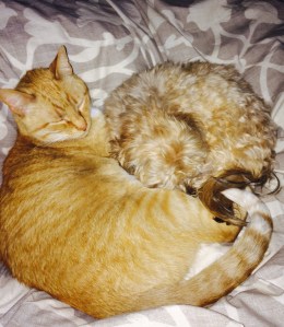 Toby & Ollie sharing a little love.