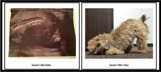 The sweet baby showing her tush just like her puppy brother did later that afternoon. They're going to be best friends!