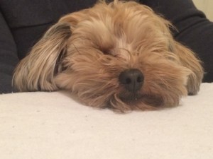 Our friends have a GIANT Goldendoodle who thinks Toby is a toy. Needless to say, he was pretty tuckered out.