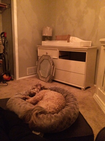 After a nice dinner with Mark's dad and step mom on Sunday, I came home and relaxed in the nursery with my animal babies.