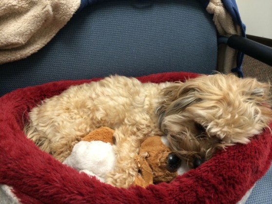 Puppy snuggles with his stuffed puppy.