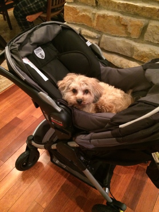 Baby Toby testing out the new ride.