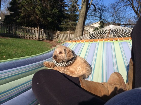 When I got home, poor Mark was still in the yard slaving away. Learning my lesson from the previous day, the hubs set Toby and I up on the hammock so we could keep him company.
