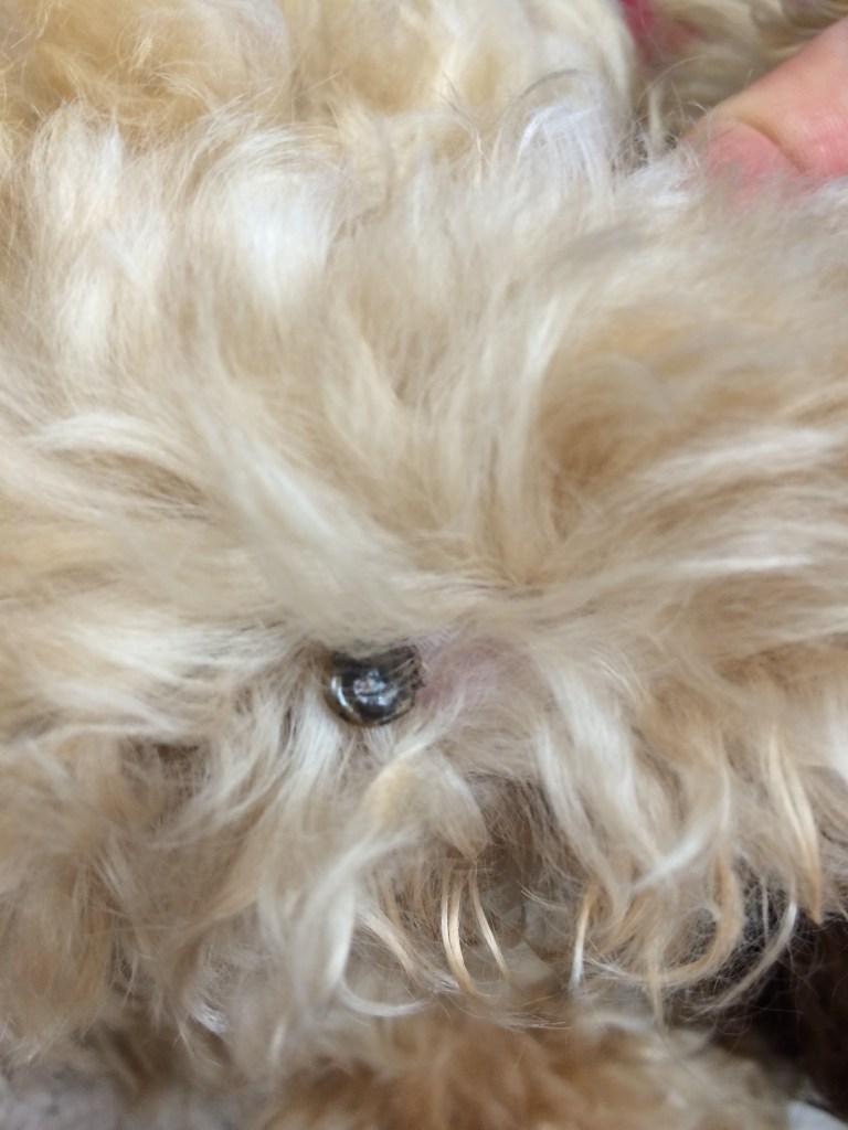 Honestly, at first, I didn't know what it was. My instinct was to grab a kleenex and pull the thing out... then I thought, hmmm... might want to wait on that.