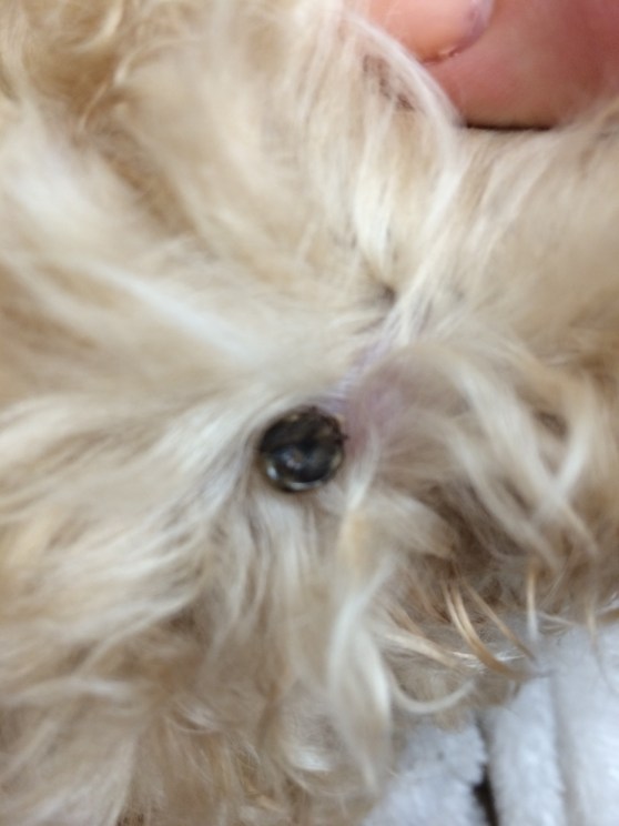 Close-up of the NASTY, giant tick.