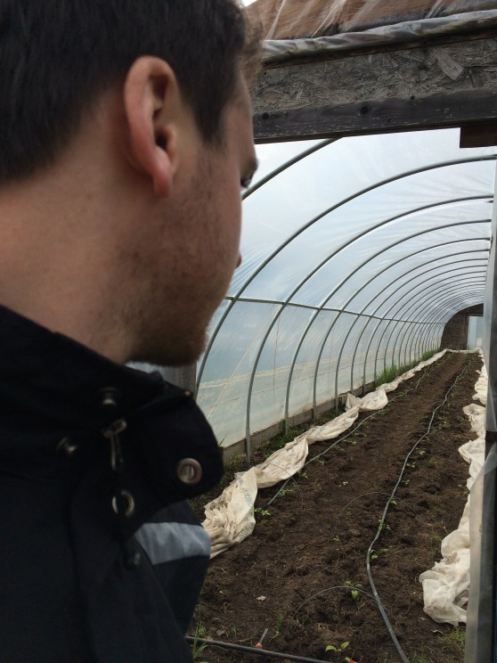 Tomato plants and other delicious things!