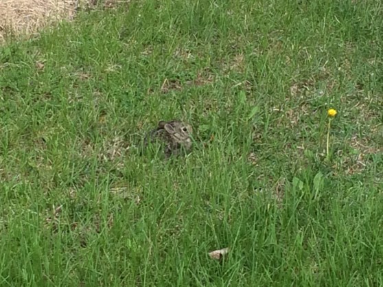 TINY bun bun that was hanging in the front yard. Hi bun bun!