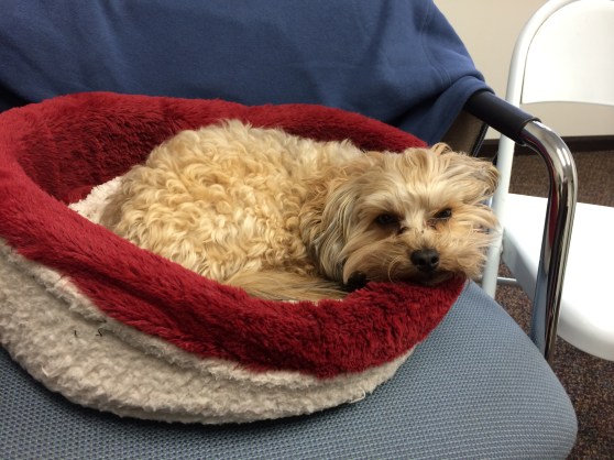 That's his, "Mommy, I have an owie" face.