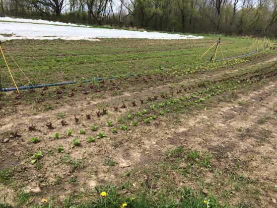 Our source for produce this summer! I think that's lettuce coming up! We get our first share in 2 weeks!
