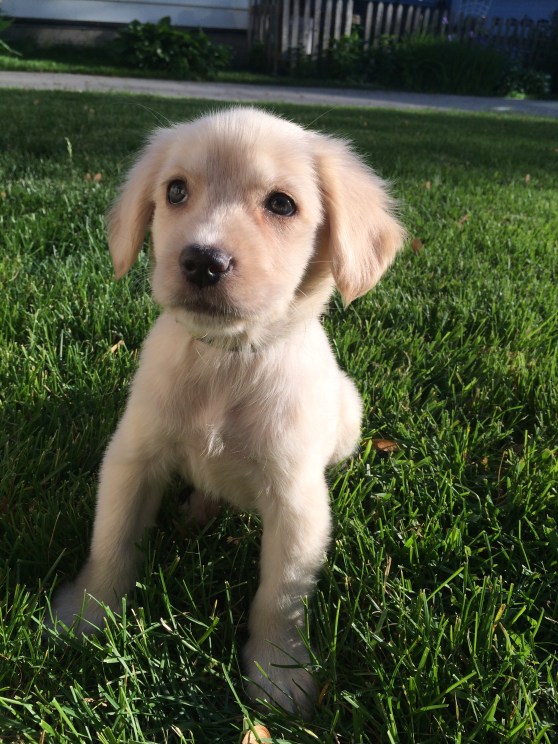 This is my favorite series of puppy pics from the evening... 