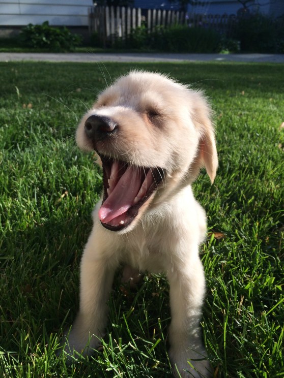 And the full-on yawn!