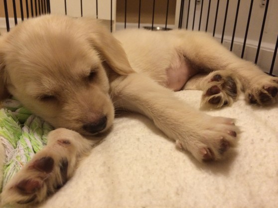 Pooped little puppy. I left Milly's around 10 to go meet Jessica, my house guest, at my place!