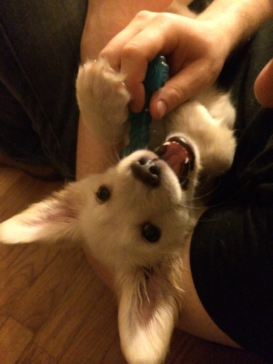 Friday evening, Marky and I went out for a delicious seafood dinner (complimets of my aunt and uncle who gifted us with a very geerous gift card!) to celebrate the big due date. After, we stopped by Mark's mom's house to say hi and visit with this cute little lady pup.